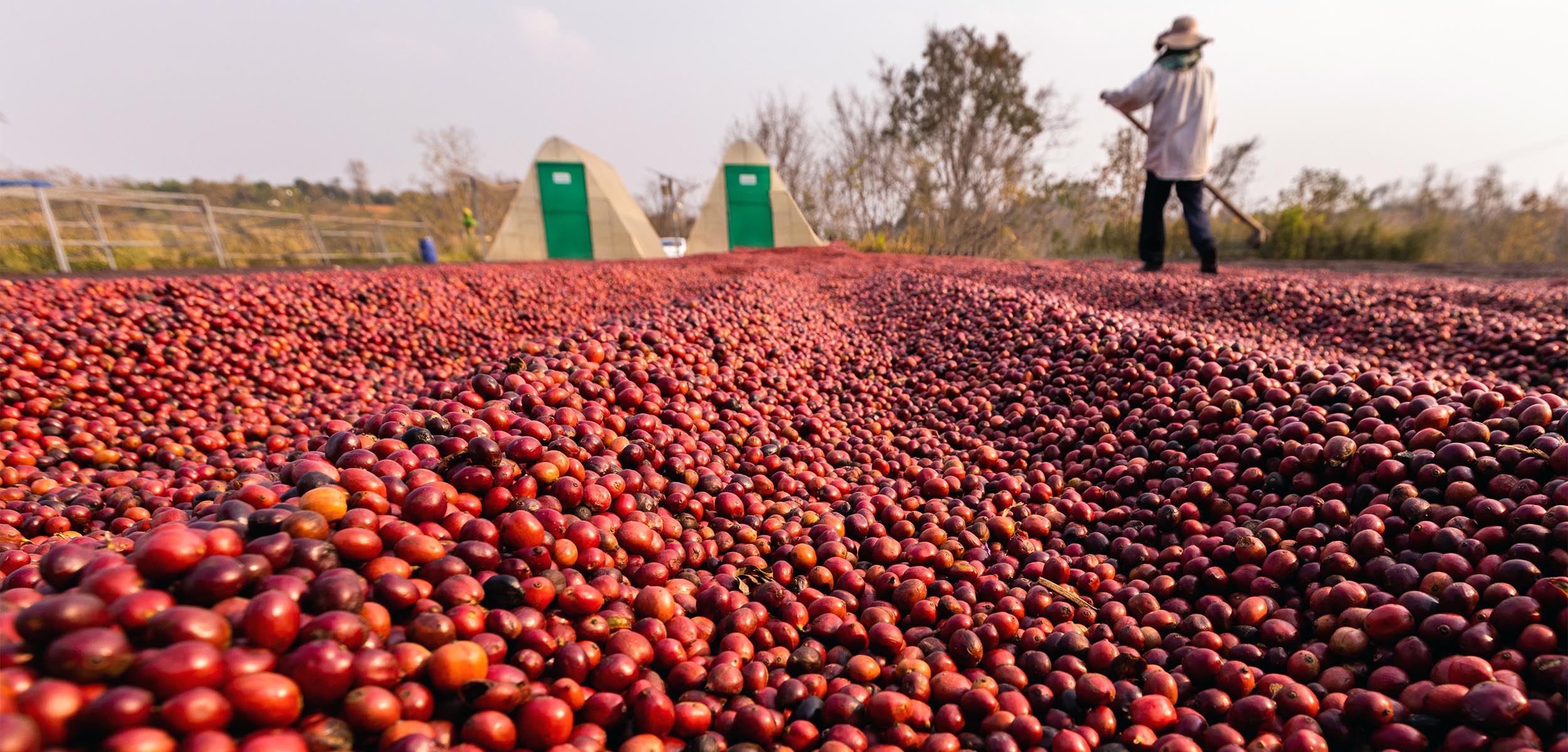 Finding the best coffee beans in teh world is one of our passions and most critical step in our coffee roasting process.